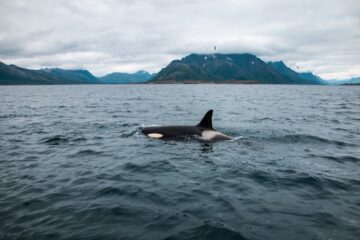 Orcas-and-Indigenous-Lore:-A-Bond-Beyond-Time